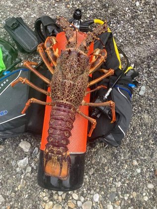 5kg crayfish