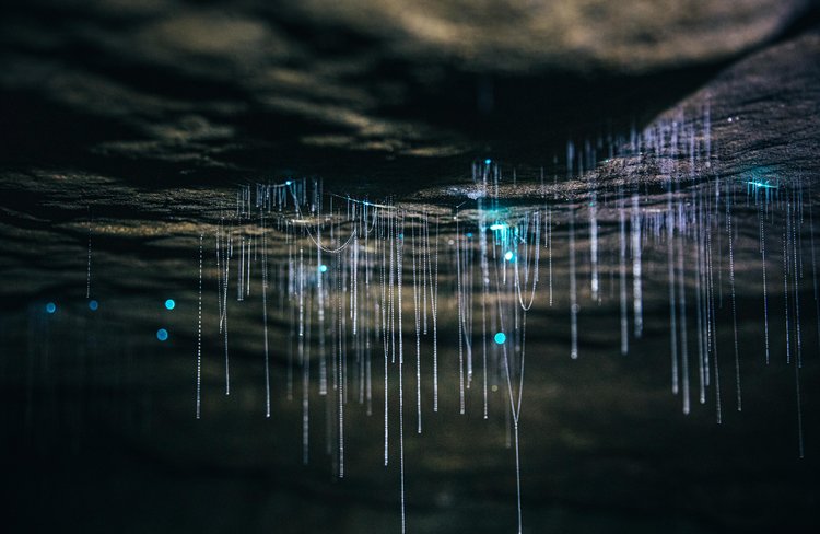 Underworld-Adventures, Glow worms